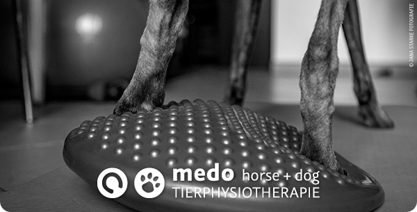 medo horse + dog | Tierphysiotherapie