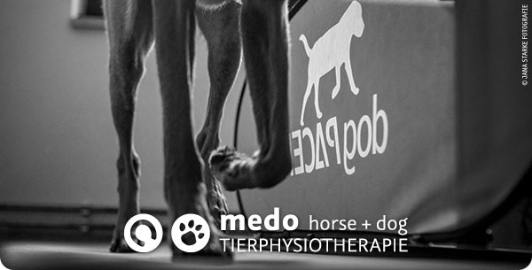 medo horse + dog | Tierphysiotherapie